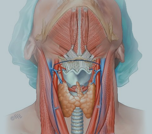 Robotic Thyroid and Parathyroid Surgery: The Future of Precision Care