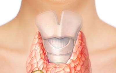 Thyroid & Parathyroid Surgery